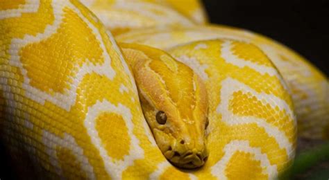 Sonhar Cobra Amarela Maternidade Hospital Octaviano Neves