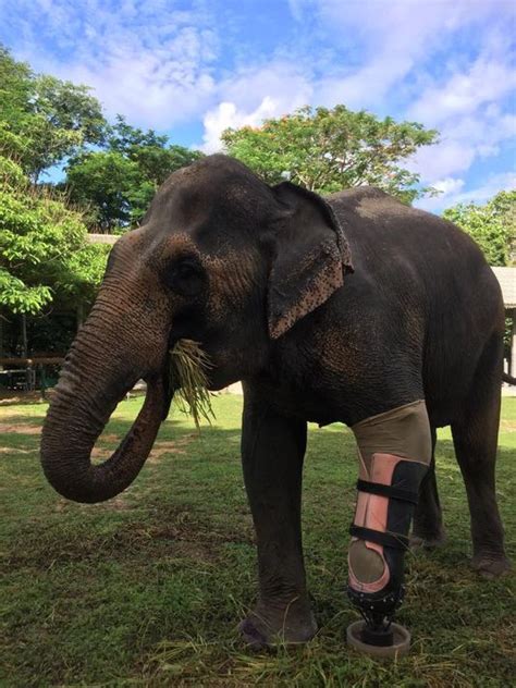 After stepping on landmine, elephant gets prosthetic leg | khou.com