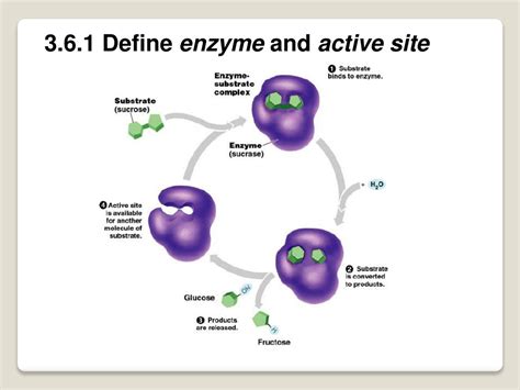 enzymes catalysts  biochemical reactions powerpoint