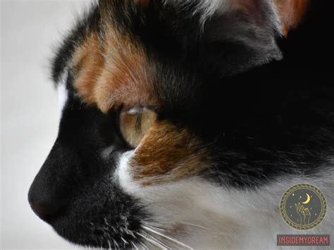 Unlock The Spiritual And Dream Meaning Of The Calico Cat