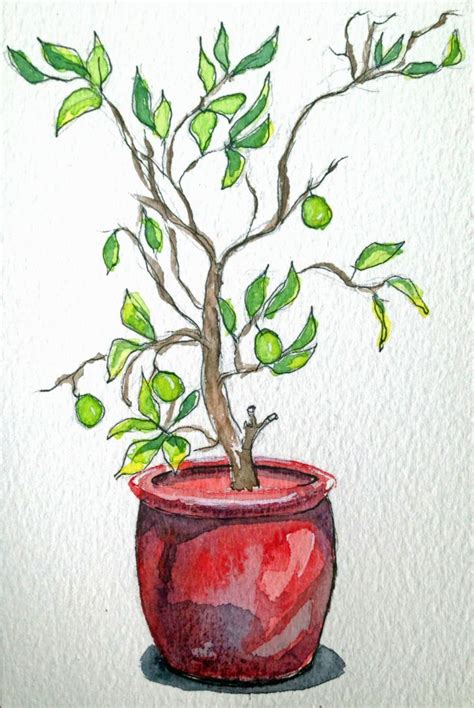 Lime Tree Original Drawing Drawing Illustrations Drawings