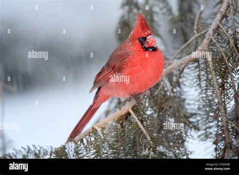 Close Up Male Northern Cardinal Cardinalis Cardinalis Perching In