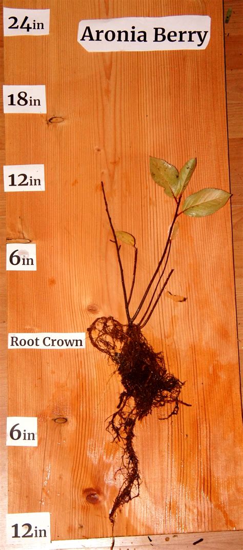 Aronia Berry (Aronia melanocarpa) | Zero Fox Tree Crops