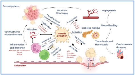 IJMS Free Full Text An Insight Into Recent Advances On Platelet