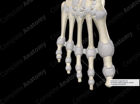 Articular Capsules Of Metatarsophalangeal Joints Complete Anatomy