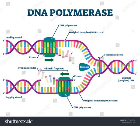 10,204 Dna Replication Images, Stock Photos & Vectors | Shutterstock