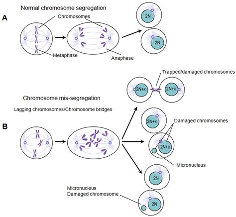 Ijms Free Full Text The Adaptability Of Chromosomal Instability In