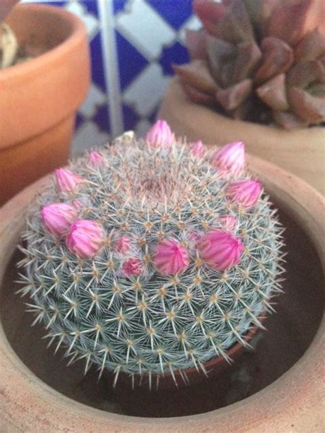 Primera Floraci N De Este Cactus Mammilaria Elegans Pineadora Mar A D