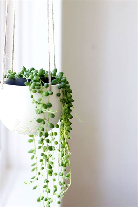 Plantes Retombantes Intérieur 12 Variétés à Choisir