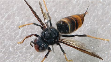 Yellow Legged Hornet Found In Georgia For First Time