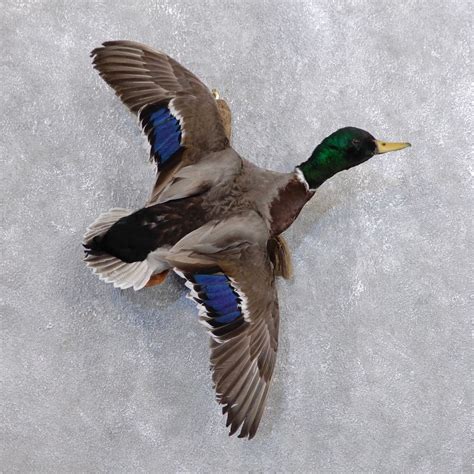 Mallard Duck Drake Bird Mount For Sale 18672 The Taxidermy Store