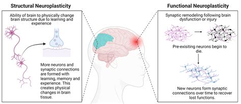 Neuroplasticity UC Davis Biotechnology Program