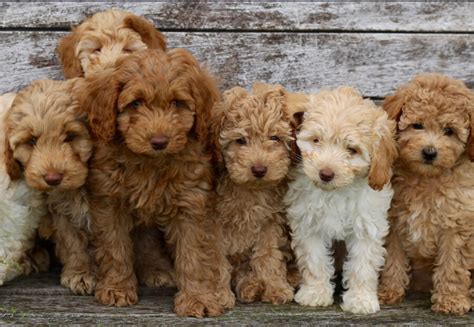 Labradoodle Origini Prezzo Caratteristiche E Allevamenti Il Mio