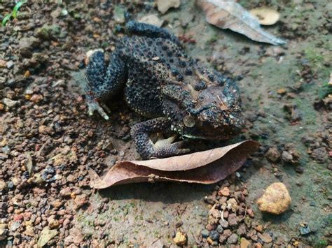 The Frog Under The Tree Or House Frog Has The Scientific Name Bufo