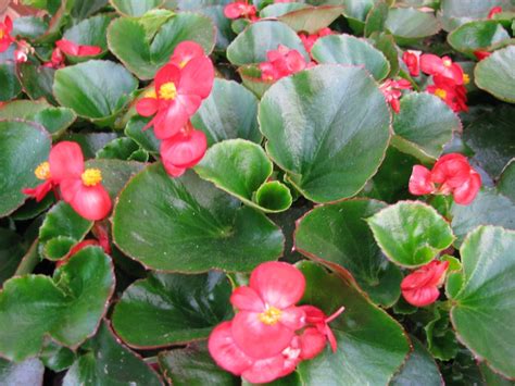 Begonia Gosta De Sol Ou Sombra - ¿Las begonias son de sol o de sombra? Tipos, cuidados y recomendaciones ...