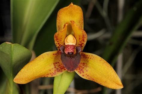 Camaridium Ampliflorum Camaridium Cucullatum Synonym Maxillaria