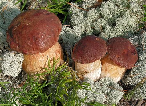 Kiefernsteinpilz Boletus Pinophilus Picture Mushroom