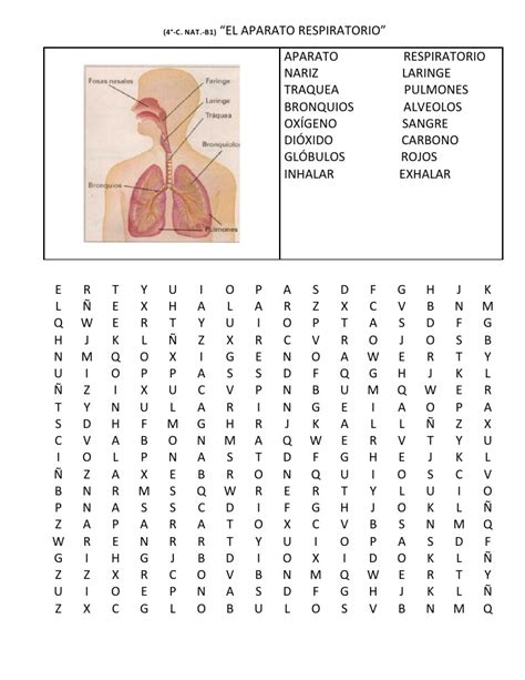 Sopa Aparato Locomotor Sopa De Letras Sexiz Pix Hot Sex Picture