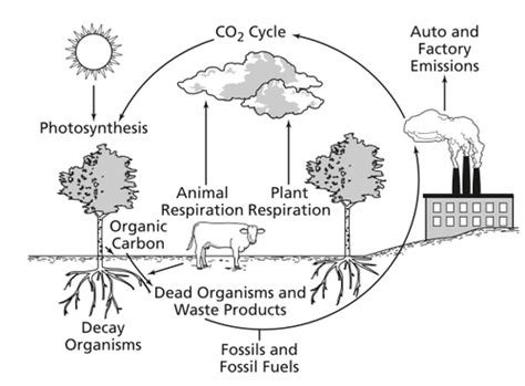 Unit 5 Carbon Cycle Flashcards Quizlet