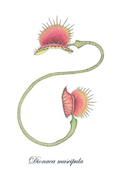 Venus Flytrap Art