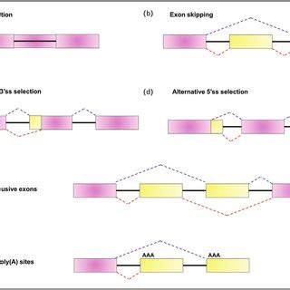 The Common Mechanisms Of Alternative Splicing A Intron Retention B