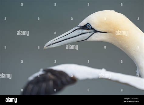 Northern Gannet Morus Bassanus An Adult Plumaged Bird In Flight