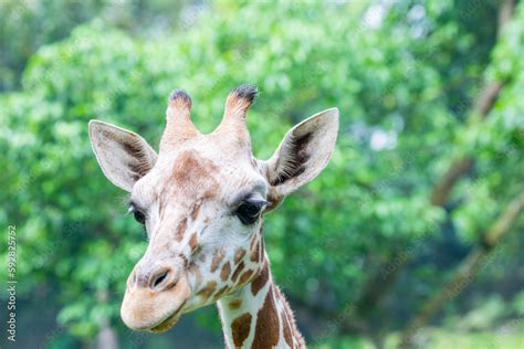 the closeup image of giraffe. A tall African hoofed mammal belonging to ...