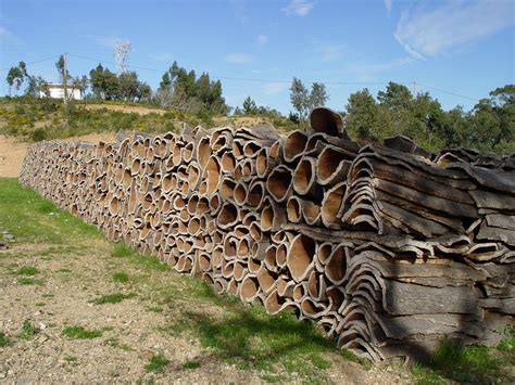 Silvicultura definição tipos vantagens e seu impacto no meio ambiente