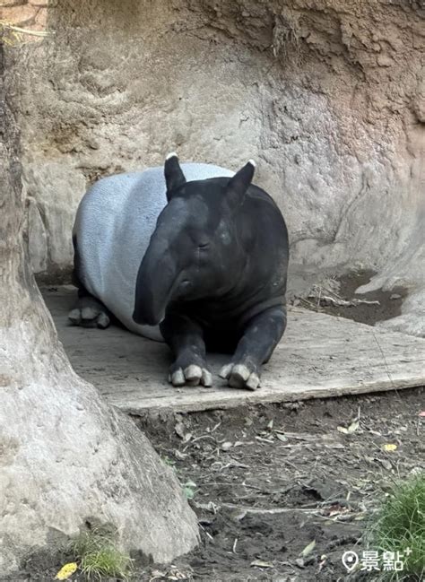 日本馬來貘英雄來台後無生命跡象！台北市立動物園待釐清原因後說明 景點