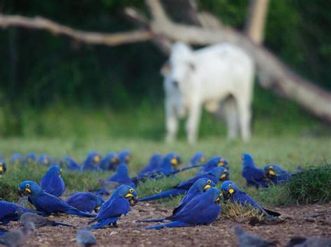 Fogo no Pantanal impacta berço das araras azuis JD1 Notícias