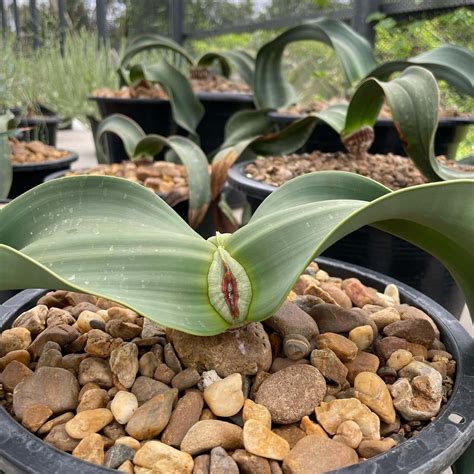 Welwitschia Pictorial Guide