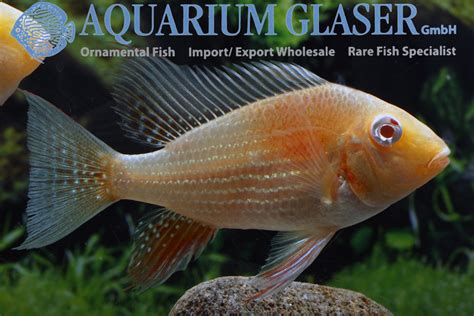 Acarichthys Heckelii Albino Aquarium Glaser Gmbh