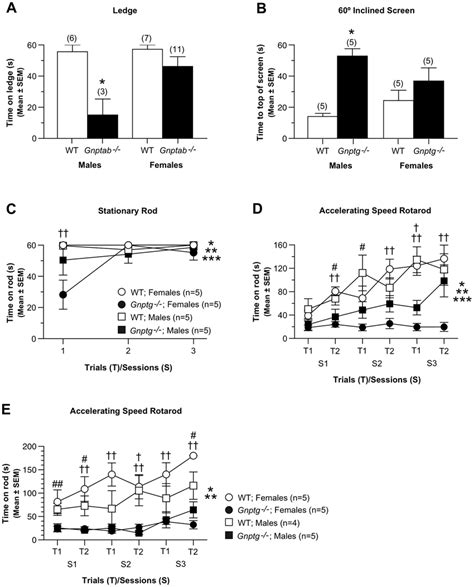 Sex Effects On Behavior In Gnptab− − And Gnptg− − Mice A In Addition