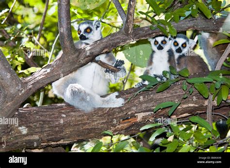 Madagascar Isalo Ring Tailed Lemur Lemur Catta Isalo National