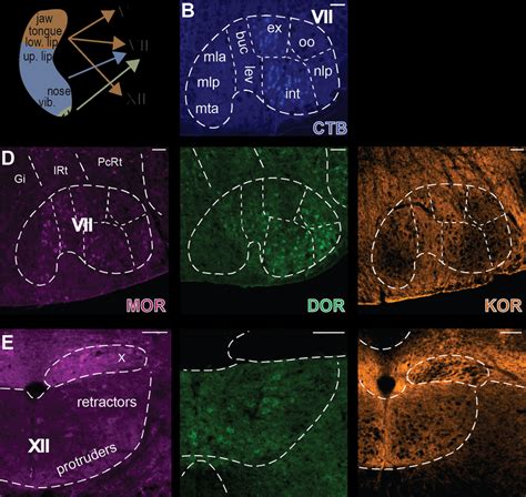 Mor Dor And Kor Expression In Cranial Motoneurons A Premotor