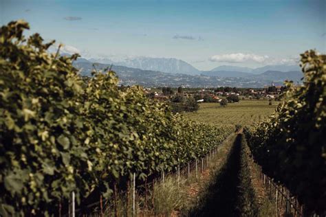 Colli Berici uve in calo ma buona qualità per la vendemmia 2021