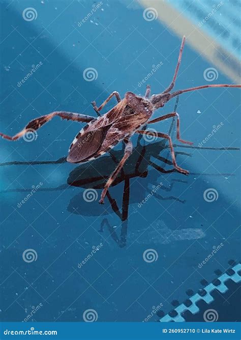 Stink Bug on a Car Windshield, 8 Legged Stock Photo - Image of body