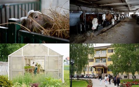 OVA DECA SU IMALA BESPLATNU PROSLAVU MATURE U školi gaje povrće brinu o životinjama i poštuju