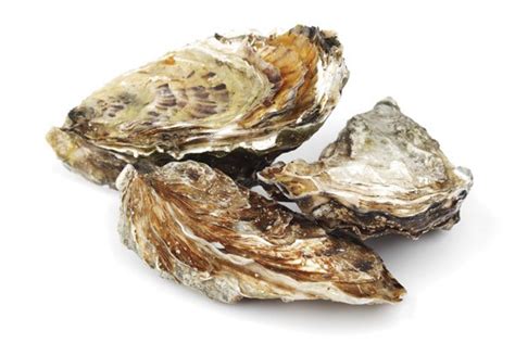 Oyster Shell Filled Pp Makes Waves In Developing New Composites Interplas Insights