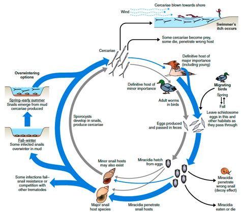 Heterobilharzia Americana Life Cycle