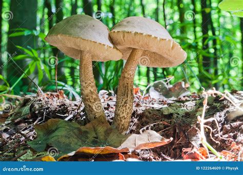 Two Edible Brown Mushrooms Leccinum Scabrum Grow In The Woods Stock