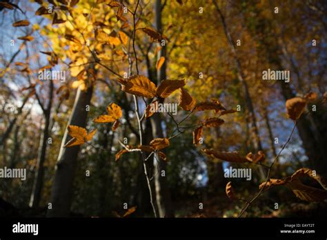 Bright Sun Shining Through Tall Trees And Autumnal Leaves With Golden