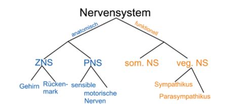 Nervensystem Flashcards Quizlet