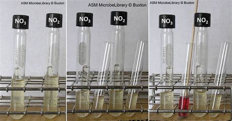 Nitrate Reduction Test E Coli