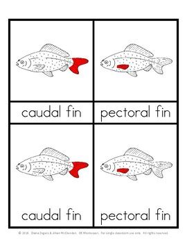 Parts Of A Fish Montessori Part Cards By Ck Montessori Tpt