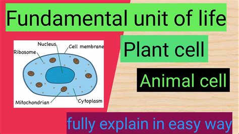 Class 9 Science Fundamental Unit Of Life Plant Cell Class 9 Animal