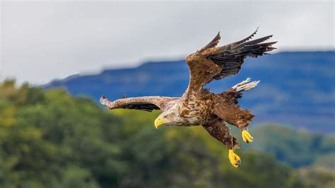 What wildlife can you see at Yellowstone National Park? | Advnture