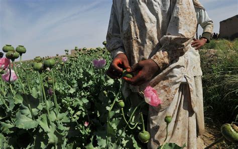 in Afghanistan Schlafmohn Anbau für Opium gesteigert DER SPIEGEL