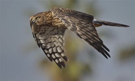 Northern Harrier | San Diego Bird Spot