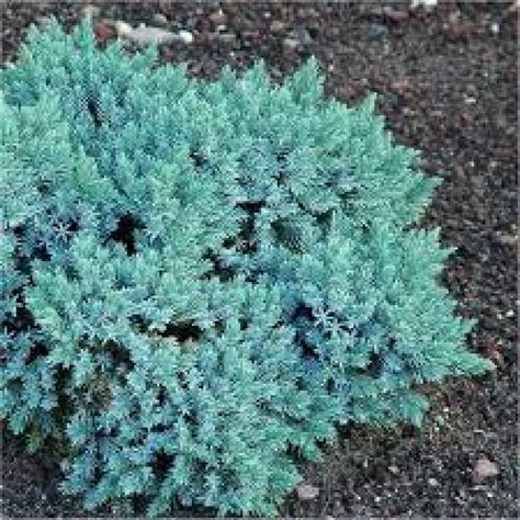 Juniperus Squamata Blue Star Pépinières Le Lestin